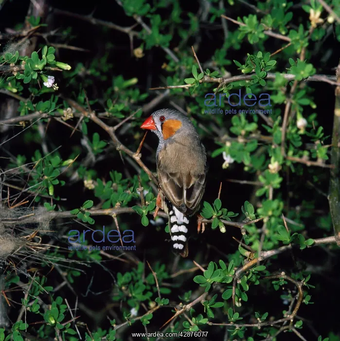 : ZEBRA FINCH - Male : ZEBRA FINCH - Male