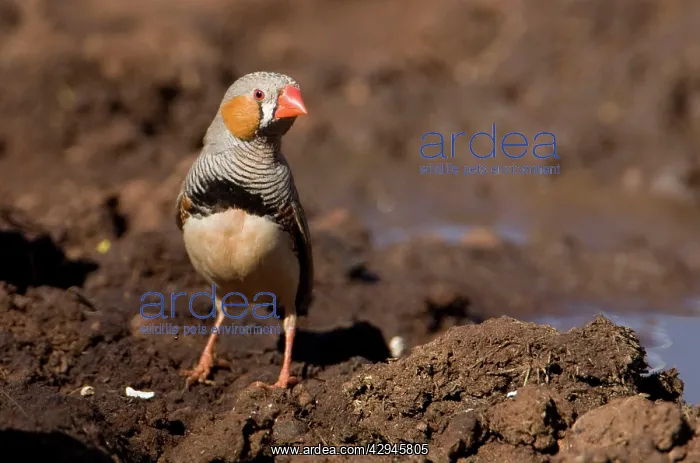 : Zebra Finch - Male coming to drink at Joe's bore : Zebra Finch - Male coming to drink at Joe's bore