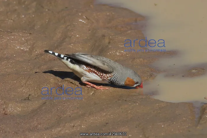 : Zebra Finch, male drinking : Zebra Finch, male drinking