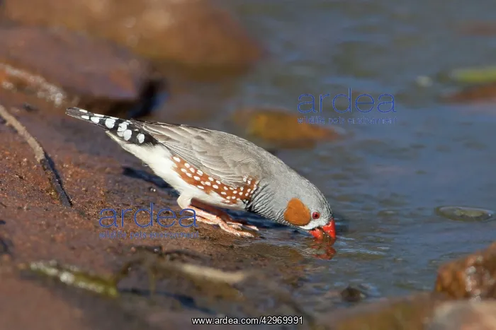  : Zebra Finch male drinking