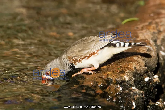 : Zebra Finch - Male drinking at a bore along the : Zebra Finch - Male drinking at a bore along the