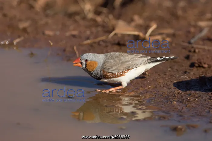 : Zebra Finch - A male drinking - Papunya Aboriginal : Zebra Finch - A male drinking - Papunya Aboriginal