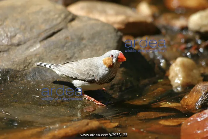 : Zebra Finch - Male, by drinking pool : Zebra Finch - Male, by drinking pool