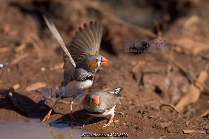 : Zebra Finch - A male flying off after drinking : Zebra Finch - A male flying off after drinking