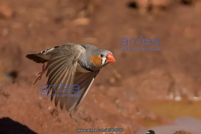 : Zebra Finch - A male flying from a pool - Papunya : Zebra Finch - A male flying from a pool - Papunya