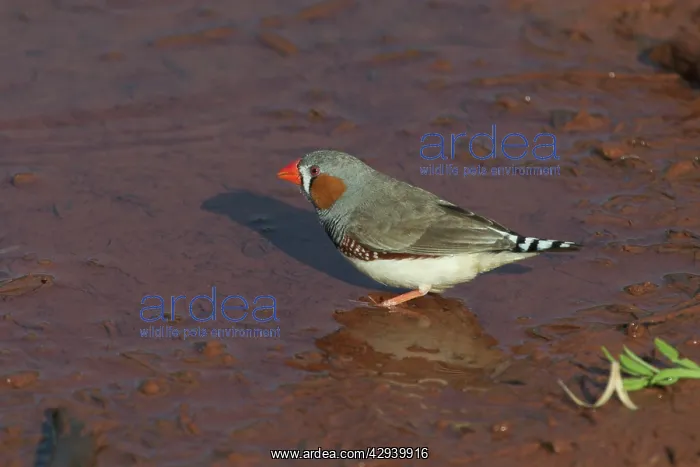: Zebra Finch - Male at pool : Zebra Finch - Male at pool