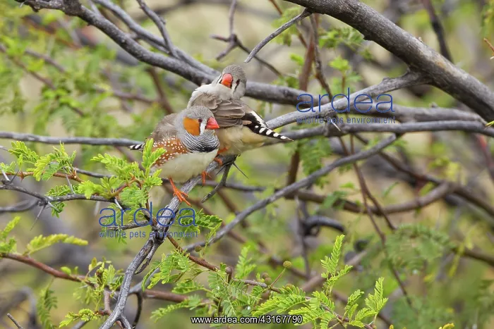  : Zebra Finch Pair