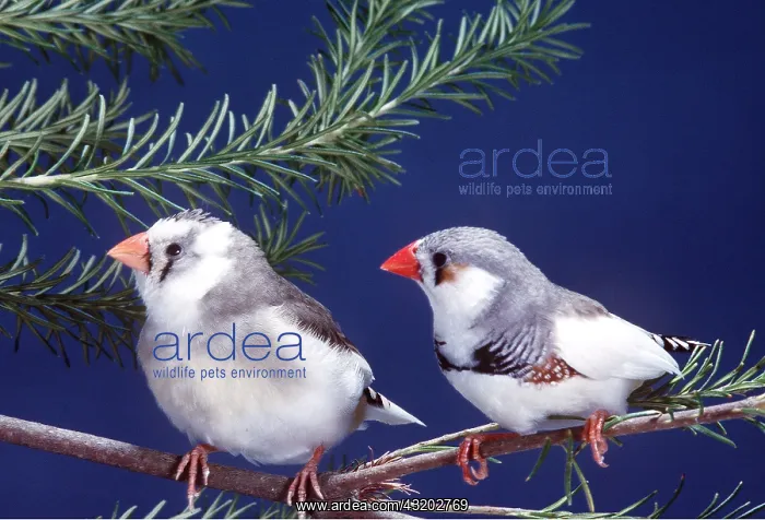 : ZEBRA FINCH - two, on branch : ZEBRA FINCH - two, on branch