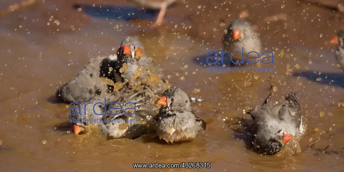 : Zebra Finches - Bathing - Papunya Aboriginal Community : Zebra Finches - Bathing - Papunya Aboriginal Community