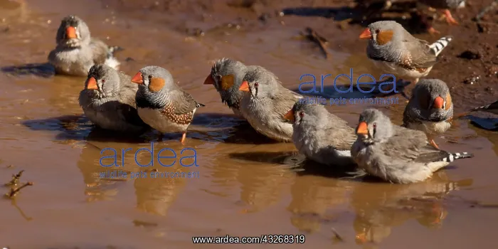: Zebra Finches - Birds preparing to bathe - Papunya : Zebra Finches - Birds preparing to bathe - Papunya