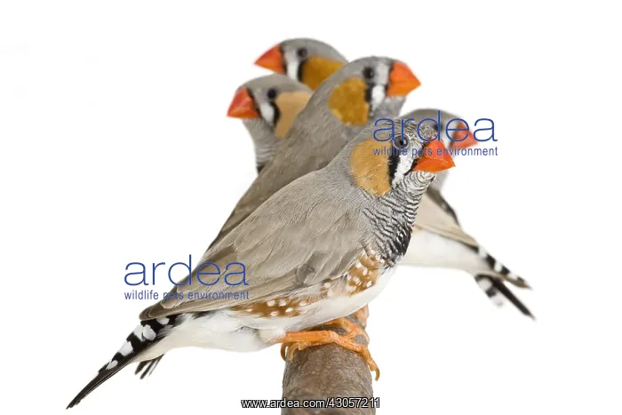 : Zebra finches on a branch : Zebra finches on a branch