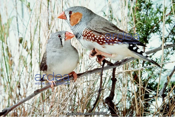 : ZEBRA FINCHES ON BRANCH : ZEBRA FINCHES ON BRANCH