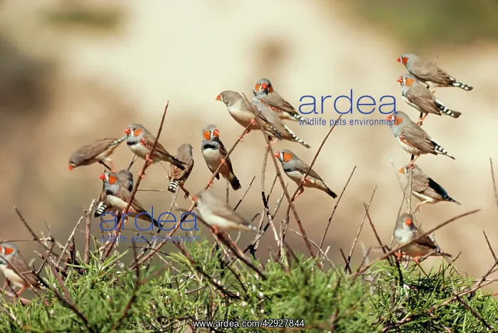 : ZEBRA FINCHES IN TREE : ZEBRA FINCHES IN TREE