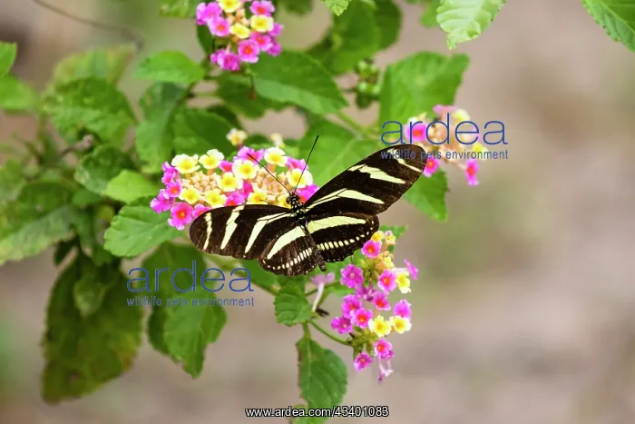  : Zebra Heliconian feeding