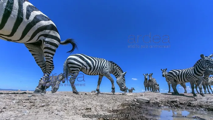 : Zebra herd arrives at a water hole in Laikipia savanna : Zebra herd arrives at a water hole in Laikipia savanna