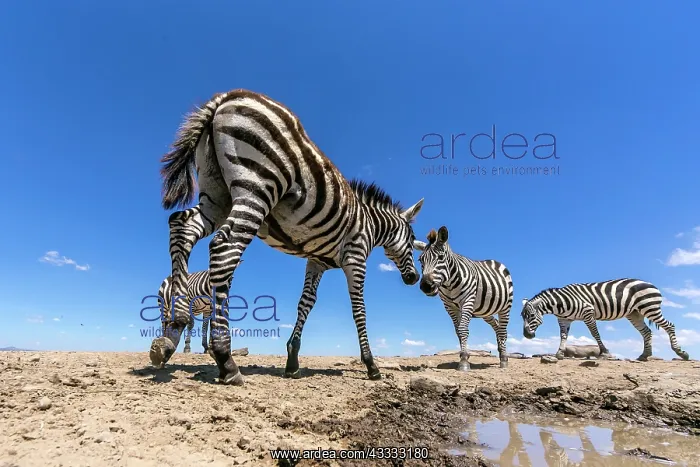 : Zebra herd arrives at a water hole in Laikipia savanna : Zebra herd arrives at a water hole in Laikipia savanna
