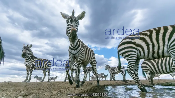 : Zebra herd arrives at a water hole in Laikipia savanna : Zebra herd arrives at a water hole in Laikipia savanna