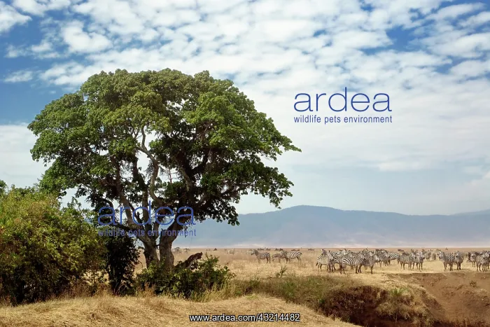 : Zebra herd and Sausage Tree, Ngorongoro : Zebra herd and Sausage Tree, Ngorongoro