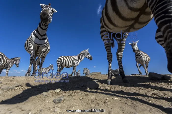 : zebra herd at waterhole in Laikipia : zebra herd at waterhole in Laikipia