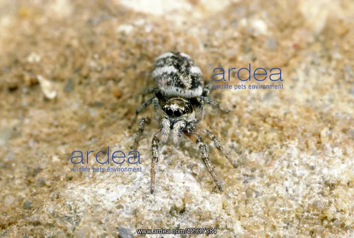: Zebra Hunting Spider - hunting for prey : Zebra Hunting Spider - hunting for prey