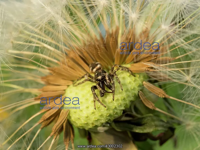 : Zebra Jumping Spider : Zebra Jumping Spider