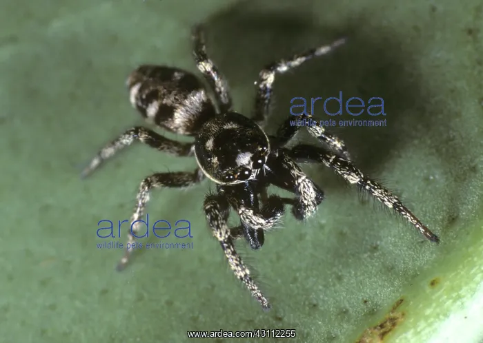 : Zebra jumping spider : Zebra jumping spider