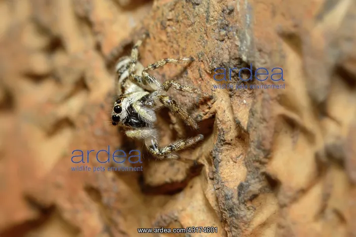 : Zebra Jumping Spider : Zebra Jumping Spider