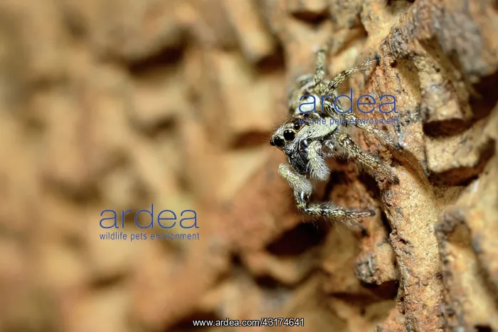 : Zebra Jumping Spider : Zebra Jumping Spider