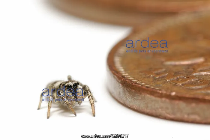 : Zebra jumping spider : Zebra jumping spider