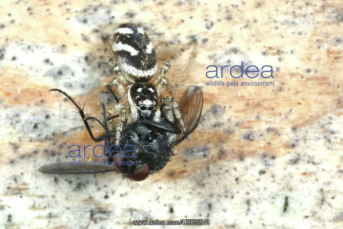 : Zebra Jumping Spider : Zebra Jumping Spider