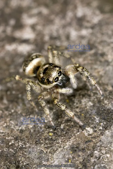  : Zebra Jumping Spider - Hunting on a wall