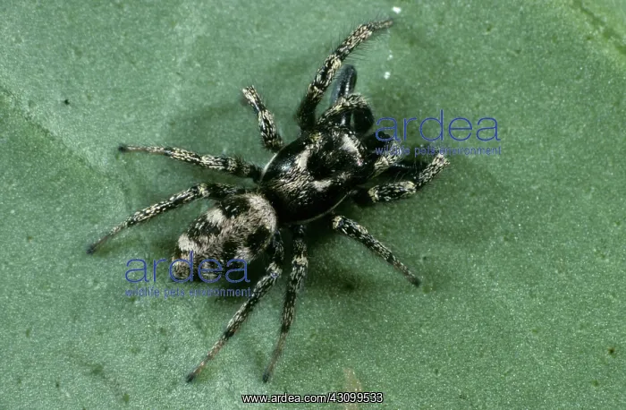: Zebra Jumping Spider (Salticus scenicus) : Zebra Jumping Spider (Salticus scenicus)