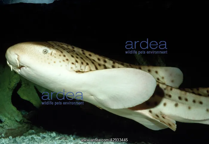 : Zebra / Leopard Shark : Zebra / Leopard Shark