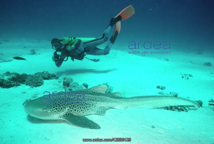  : Zebra  /  Leopard Shark - With diver