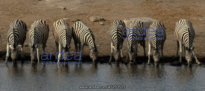 : Zebra like drinking in group as they feel more safe : Zebra like drinking in group as they feel more safe