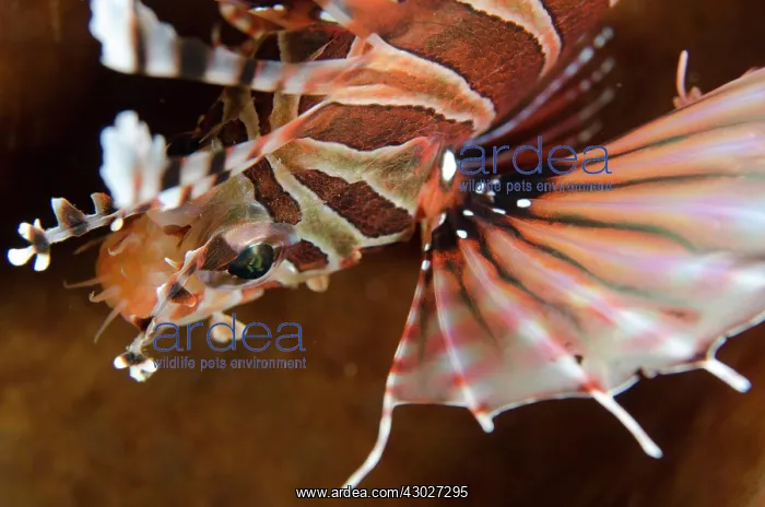 : Zebra Lionfish : Zebra Lionfish