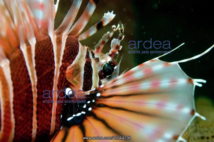  : Zebra Lionfish