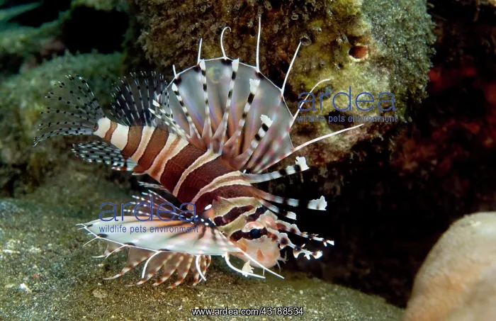: Zebra Lionfish : Zebra Lionfish
