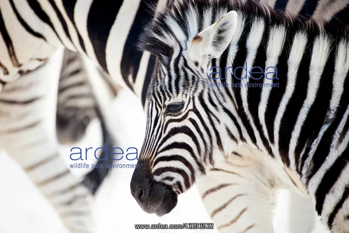 : Zebra lives in groups in Etosha national park : Zebra lives in groups in Etosha national park