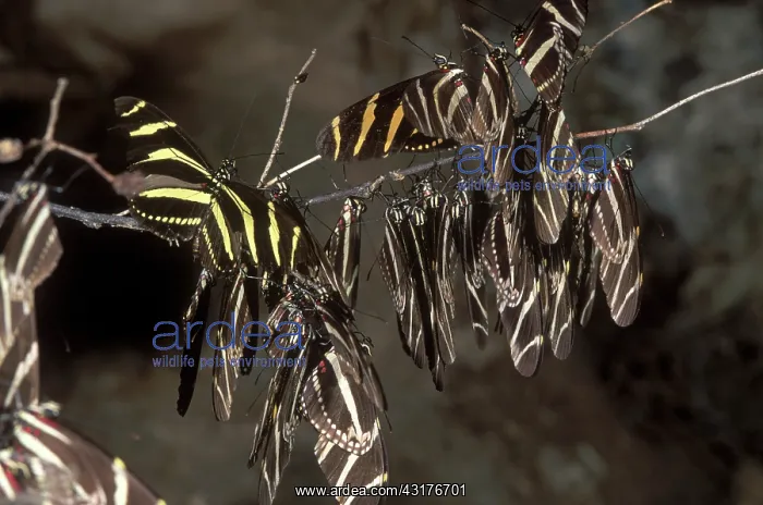 : Zebra Longwing Butterflies : Zebra Longwing Butterflies