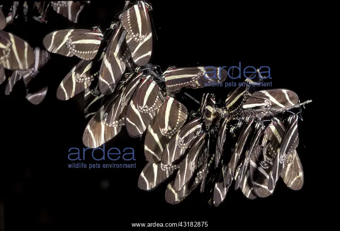 : Zebra Longwing Butterflies : Zebra Longwing Butterflies