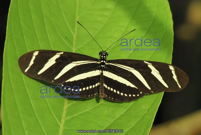 : Zebra Longwing Butterfly : Zebra Longwing Butterfly