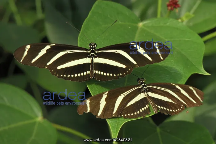 : Zebra Longwing Butterfly : Zebra Longwing Butterfly