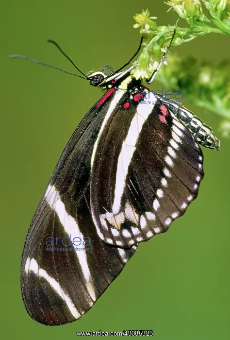 : Zebra Longwing Butterfly : Zebra Longwing Butterfly