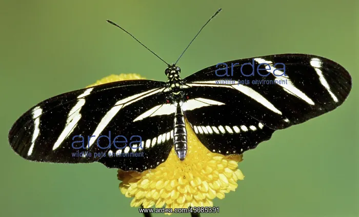 : Zebra Longwing Butterfly : Zebra Longwing Butterfly