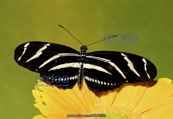 : Zebra Longwing Butterfly : Zebra Longwing Butterfly