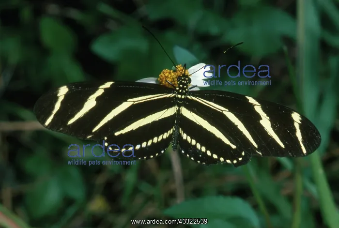 : Zebra Longwing Butterfly : Zebra Longwing Butterfly