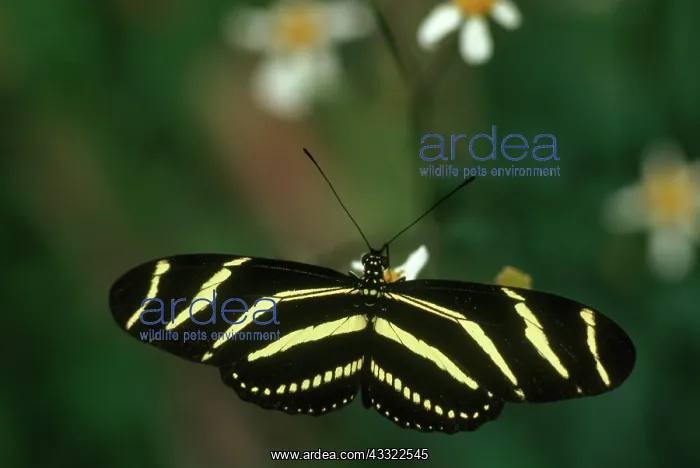 : Zebra Longwing Butterfly : Zebra Longwing Butterfly