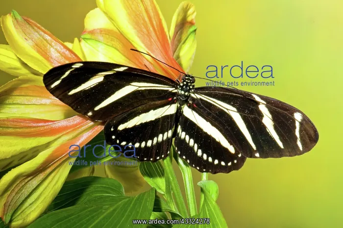: Zebra Longwing Butterfly : Zebra Longwing Butterfly