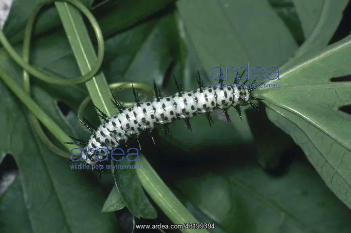  : Zebra Longwing Caterpillar